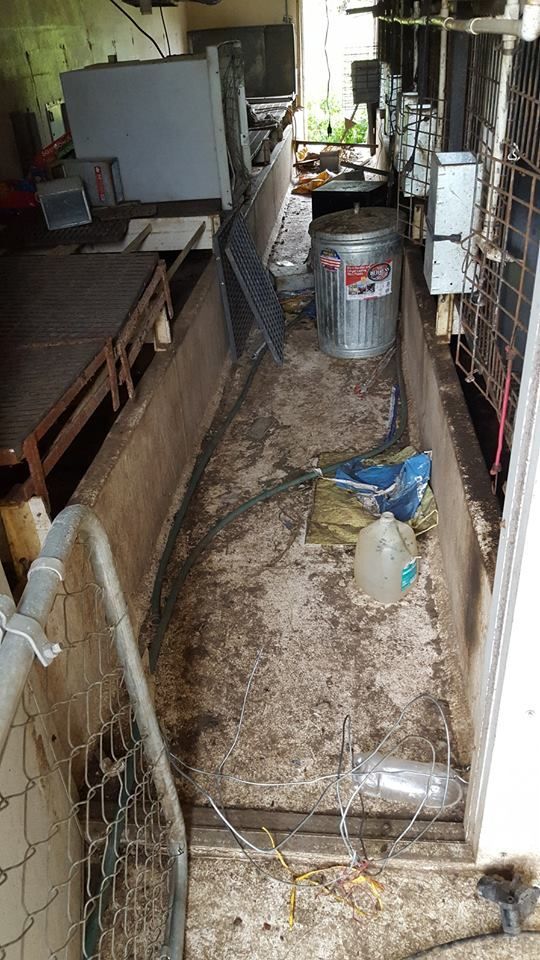 puppy_mill04.jpg